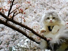 Ağaçtaki Beyaz Kedi