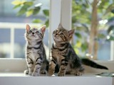 Kardeş Kediler Yapbozu
