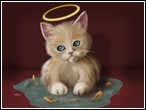Melek Kedi