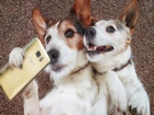 Selfie Çeken Köpekler Yapbozu