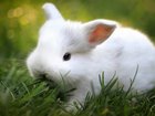 Sevimli Beyaz Tavşan Yapbozu