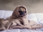 Sevimli Pug Köpek